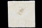 Cretaceous Fossil Shrimp - Lebanon #123859-1